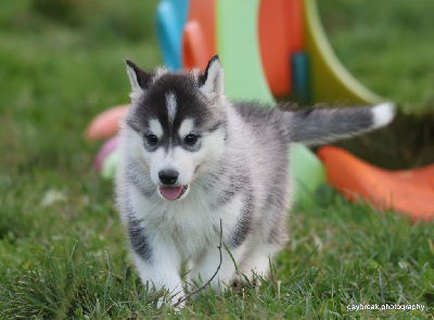 Les chiots de Siberian Husky