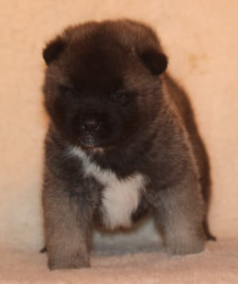 Akita americain
