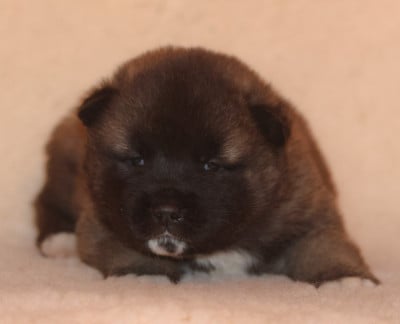 Les chiots de Akita americain