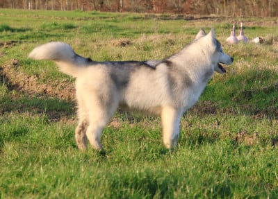 Les chiots de Siberian Husky