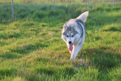 Les chiots de Siberian Husky