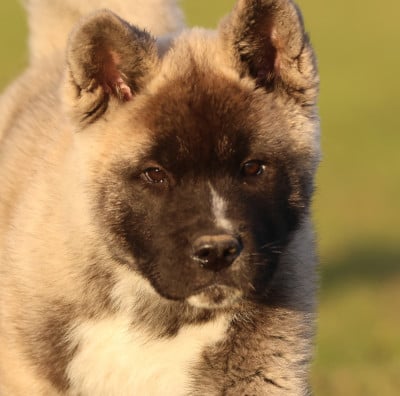 Les chiots de Akita americain