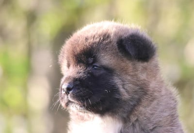 Les chiots de Akita americain