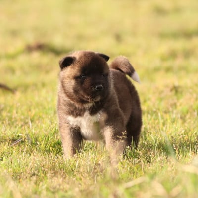 Les chiots de Akita americain