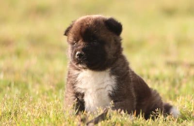 Les chiots de Akita americain
