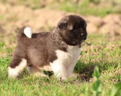Les chiots de Akita americain
