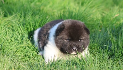 Les chiots de Akita americain