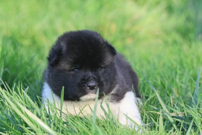 Les chiots de Akita americain