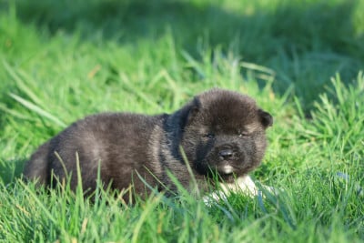 Les chiots de Akita americain