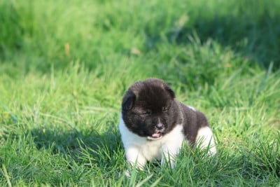 Les chiots de Akita americain
