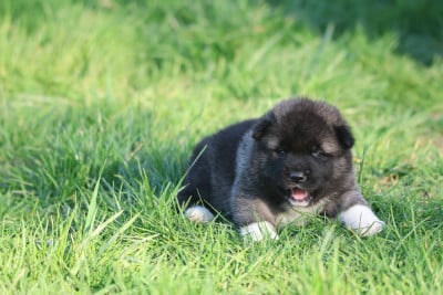 Les chiots de Akita americain