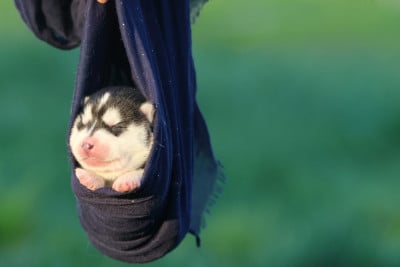 Les chiots de Siberian Husky