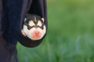 Les chiots de Siberian Husky