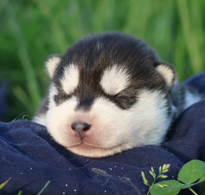 Les chiots de Siberian Husky