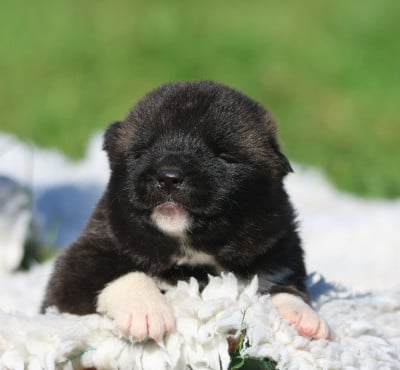 Les chiots de Akita americain