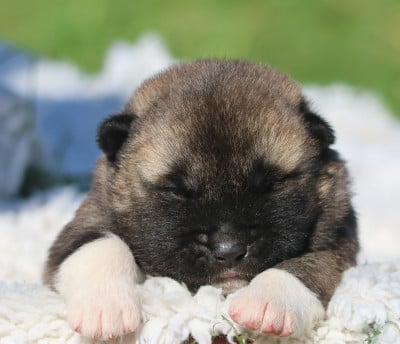 Les chiots de Akita americain