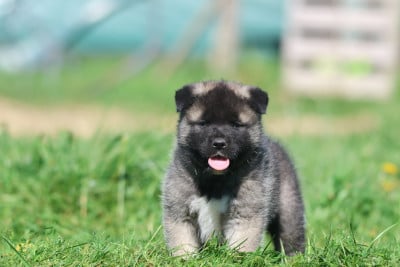 Les chiots de Akita americain
