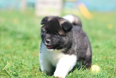 Les chiots de Akita americain
