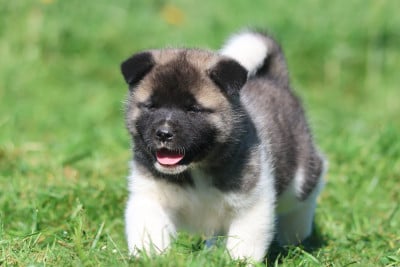 Les chiots de Akita americain