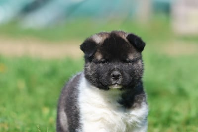 Les chiots de Akita americain