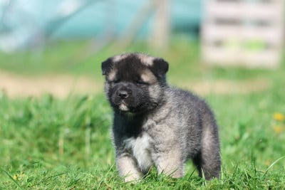 Les chiots de Akita americain