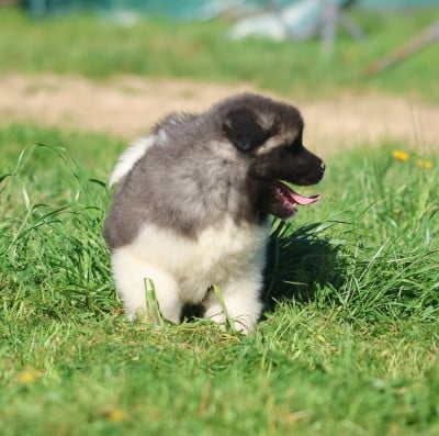 Les chiots de Akita americain