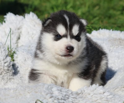 Les chiots de Siberian Husky