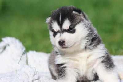 Les chiots de Siberian Husky