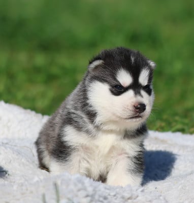 Les chiots de Siberian Husky
