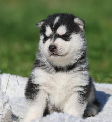 Les chiots de Siberian Husky