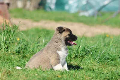 Les chiots de Akita americain