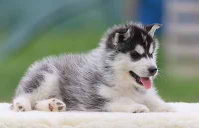 Les chiots de Siberian Husky
