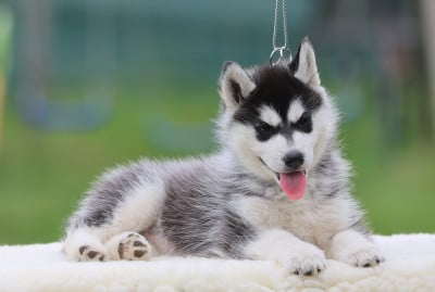 Les chiots de Siberian Husky