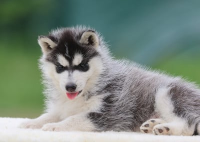 Les chiots de Siberian Husky