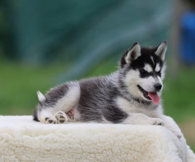 Les chiots de Siberian Husky