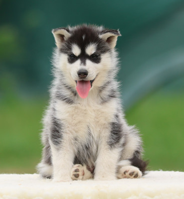 Les chiots de Siberian Husky