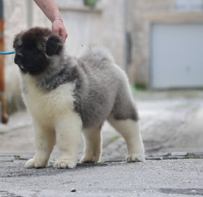 Les chiots de Akita americain