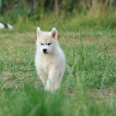 Les chiots de Siberian Husky