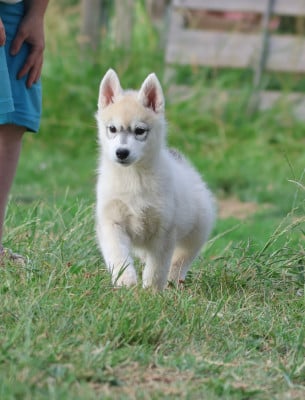 Les chiots de Siberian Husky