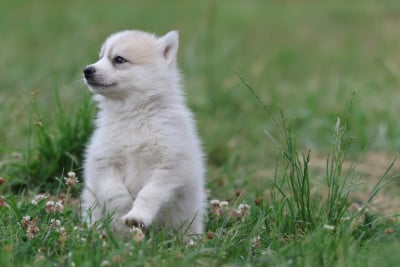 Les chiots de Siberian Husky