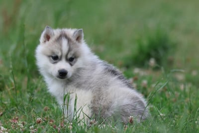 Les chiots de Siberian Husky