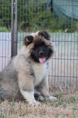 Les chiots de Akita americain