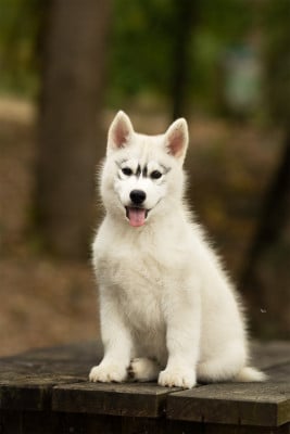 Les chiots de Siberian Husky
