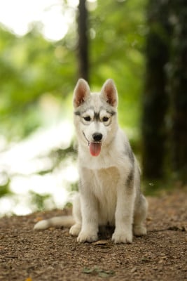 Les chiots de Siberian Husky