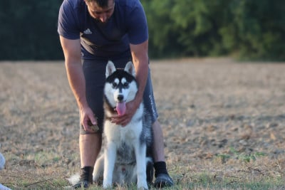 Les chiots de Siberian Husky