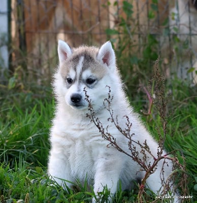 Les chiots de Siberian Husky