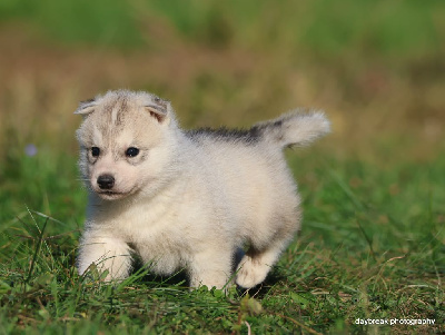 Les chiots de Siberian Husky