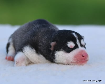 Les chiots de Siberian Husky