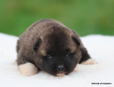 Les chiots de Akita americain