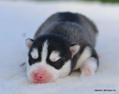Les chiots de Siberian Husky
